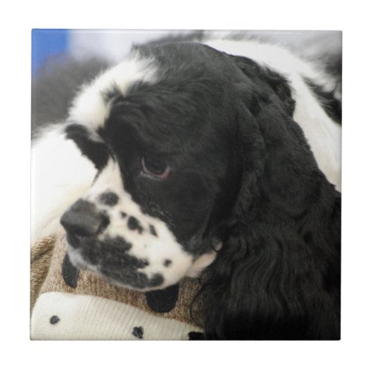 Black and White Cocker Spaniel Trivet Tegeltje (Voorkant)