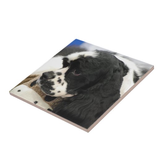 Black and White Cocker Spaniel Trivet Tegeltje (Zijkant)