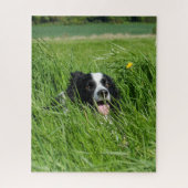 Black and White Collie in Grass Legpuzzel (Verticaal)