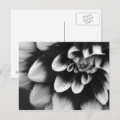 Black and White Dahlia Blossom Briefkaart (Voorkant / Achterkant)