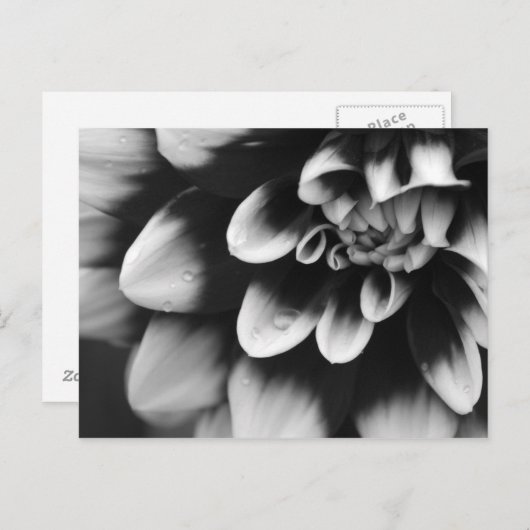 Black and White Dahlia Blossom Briefkaart (Voorkant / Achterkant)