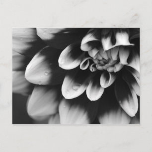 Black and White Dahlia Blossom Briefkaart