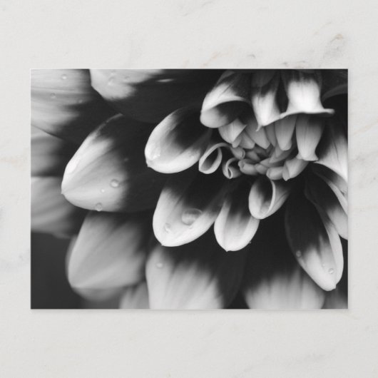 Black and White Dahlia Blossom Briefkaart (Voorkant)