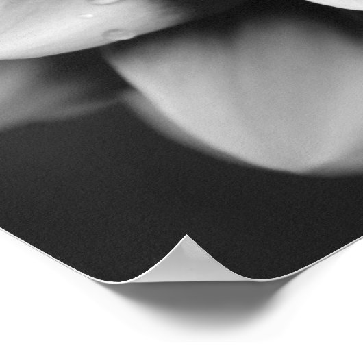 Black and White Dahlia Blossom Poster (Hoek)