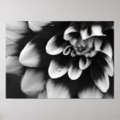Black and White Dahlia Blossom Poster (Voorkant)