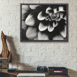 Black and White Dahlia Blossom Poster