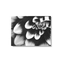 Black and White Dahlia Flower Blossom