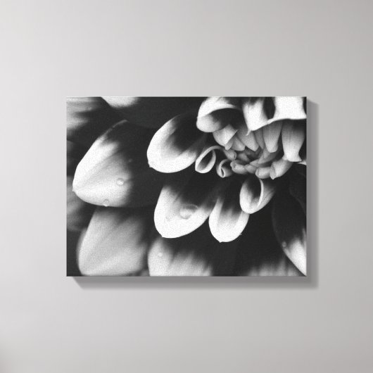 Black and White Dahlia Flower Blossom Canvas Afdruk (Voorkant)