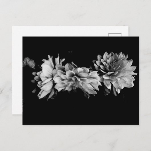 Black-and-White Dahlia Trio Briefkaart (Voorkant / Achterkant)