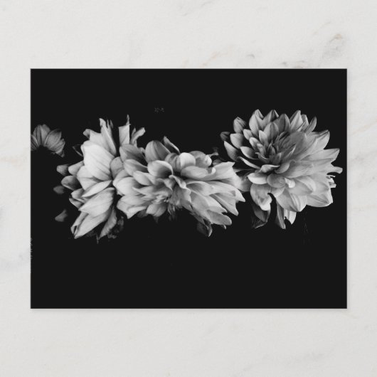 Black-and-White Dahlia Trio Briefkaart (Voorkant)
