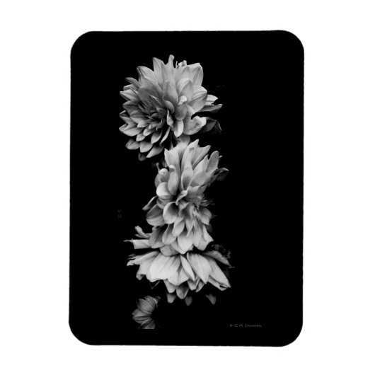 Black-and-White Dahlia Trio Magneet (Verticaal)