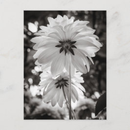 Black and White Dahlias Fine Art Photography Briefkaart