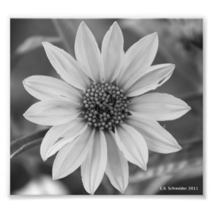 Black and White Daisy Foto van E.A. Schneider Afdruk