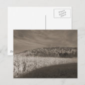 Black and White Fields Of Grain Briefkaart (Voorkant / Achterkant)