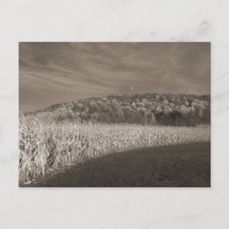 Black and White Fields Of Grain Briefkaart