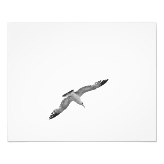 Black and White Flying Seagull 2 Foto Afdruk (Voorkant)