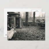 Black and white foto of reindeer and sleigh briefkaart (Voorkant / Achterkant)