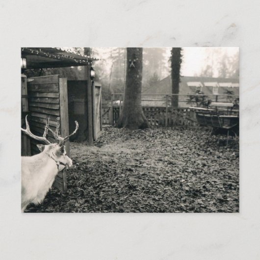 Black and white foto of reindeer and sleigh briefkaart (Voorkant)
