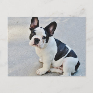 Black and White French Bulldog Briefkaart