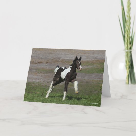 Black and White Gypsy Vanner Foal Running Kaart (Voorkant)