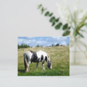 Black and White Horse / Pony Postcard Briefkaart (Staand voorkant)