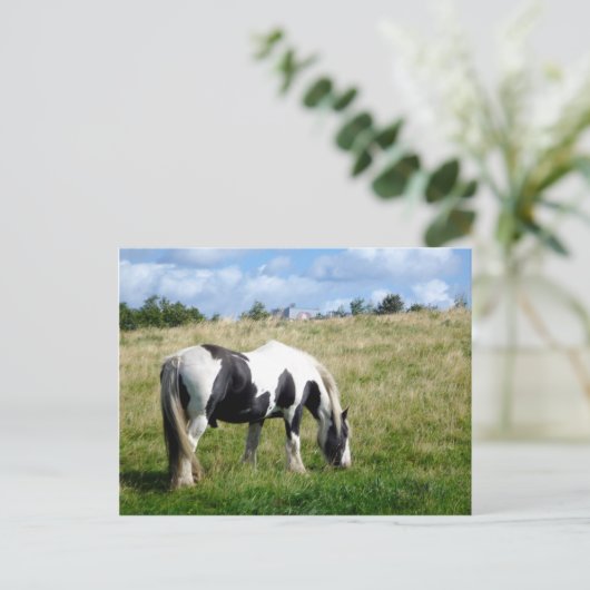 Black and White Horse / Pony Postcard Briefkaart (Staand voorkant)