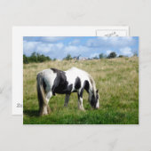 Black and White Horse / Pony Postcard Briefkaart (Voorkant / Achterkant)