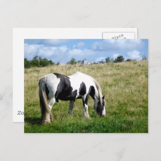 Black and White Horse / Pony Postcard Briefkaart (Voorkant / Achterkant)
