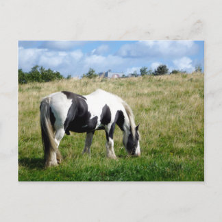 Black and White Horse / Pony Postcard Briefkaart