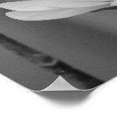 Black and White Magnolia Centennial Bloom Poster (Hoek)