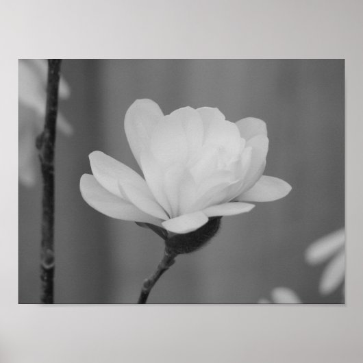 Black and White Magnolia Centennial Bloom Poster (Voorkant)