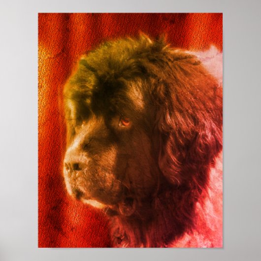 Black and White Newfoundland Dog Face Abstract Poster (Voorkant)