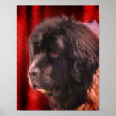 Black and White Newfoundland Dog Face Poster (Voorkant)