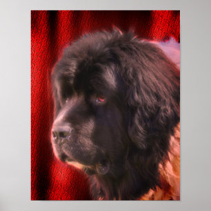Black and White Newfoundland Dog Face Poster