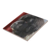Black and White Newfoundland Dog Tegeltje (Zijkant)