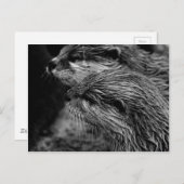 black and white otters briefkaart (Voorkant / Achterkant)