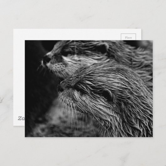 black and white otters briefkaart (Voorkant / Achterkant)