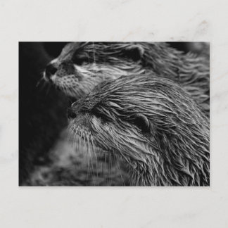 black and white otters briefkaart