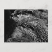 black and white otters briefkaart (Voorkant)