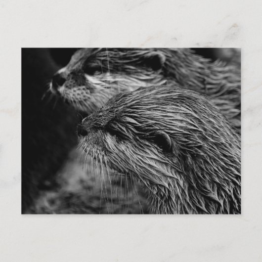black and white otters briefkaart (Voorkant)