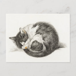 Black and white pencil drawing of a sleeping cat briefkaart