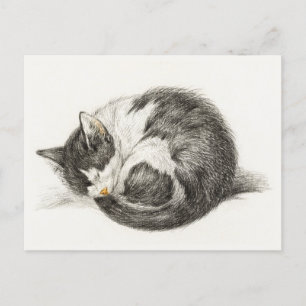 Black and white pencil drawing of a sleeping cat briefkaart