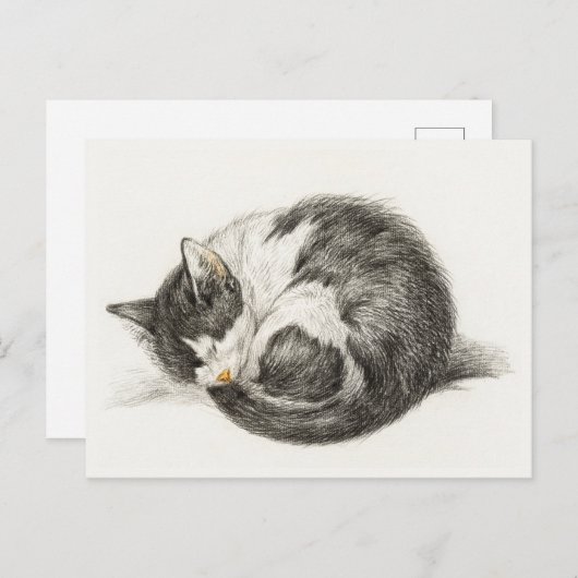 Black and white pencil drawing of a sleeping cat briefkaart (Voorkant / Achterkant)