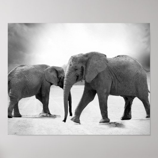 Black and White Photograph of African Elephants Poster (Voorkant)