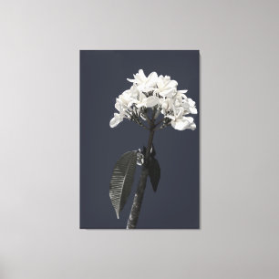 Black and White Plumeria Canvas Afdruk