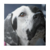 Black and White Pointer Dog Tile Tegeltje (Voorkant)