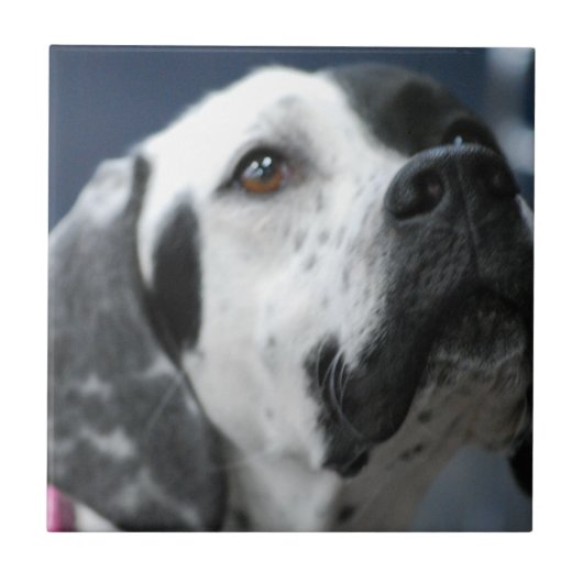 Black and White Pointer Dog Tile Tegeltje (Voorkant)
