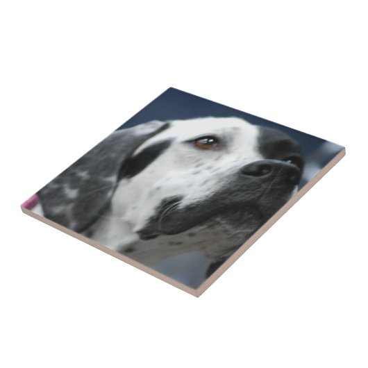 Black and White Pointer Dog Tile Tegeltje (Zijkant)