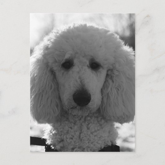 Black and White Poodle Face Puppy Eyes Briefkaart (Voorkant)