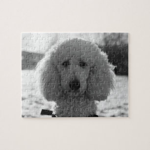 Black and White Poodle Face Puppy Eyes Legpuzzel